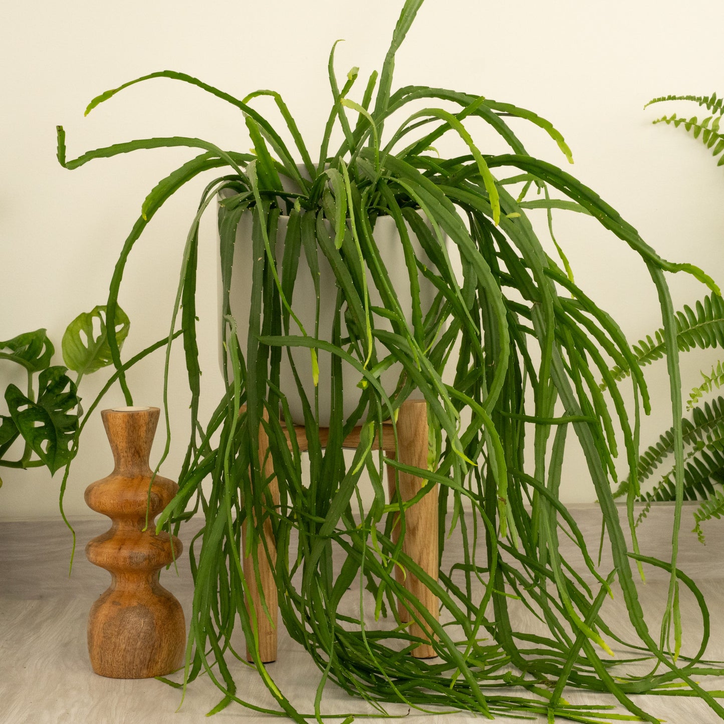 Bolivianum Forest Cactus