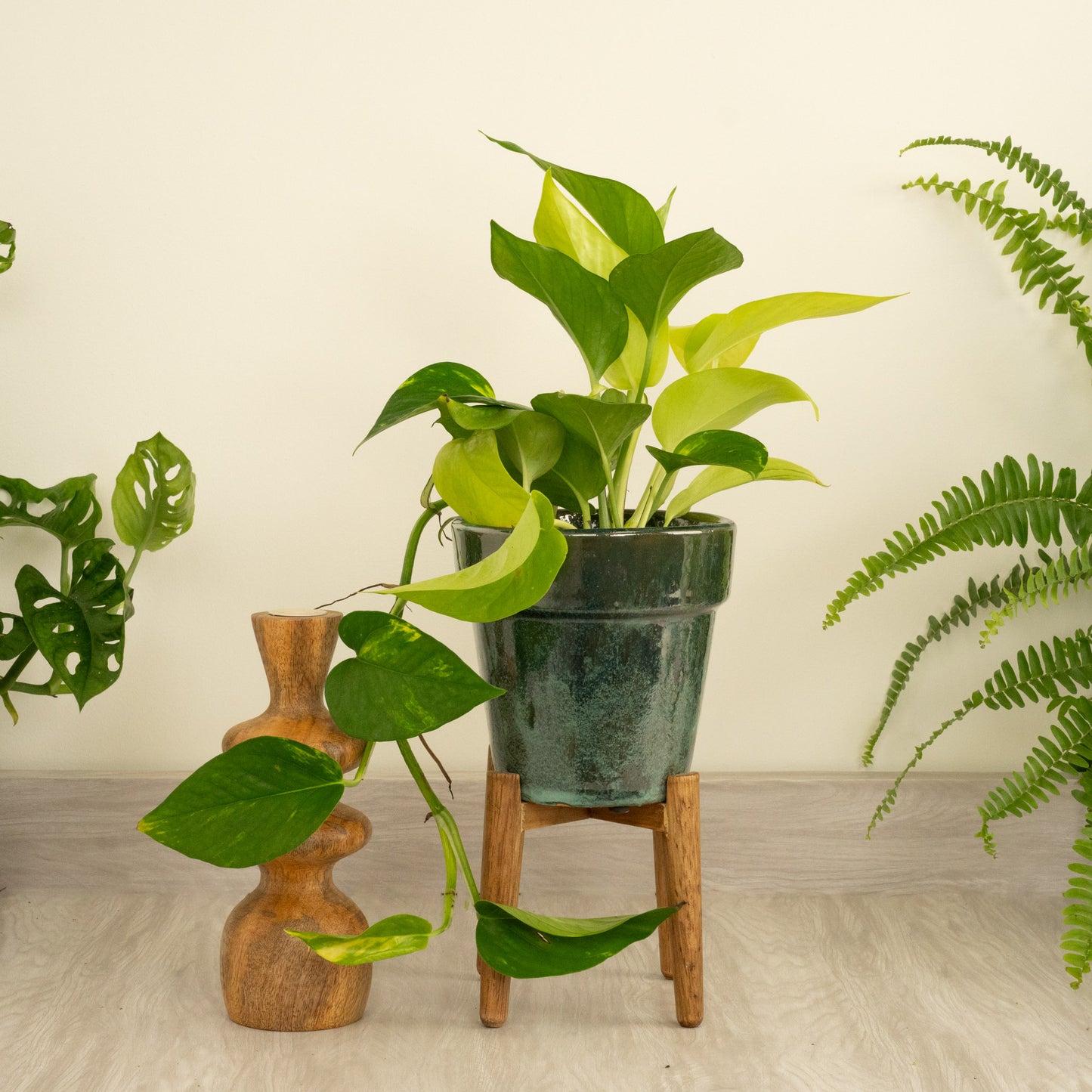 *New* Devil's Ivy | Tricolour | Golden Pothos