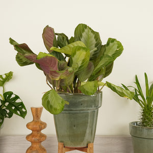 Prayer Plant | Silverband Exclusive Grey | Rare Plant - Indoor Plant