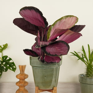 Prayer Plant | Roseo Rosy - Indoor Plant