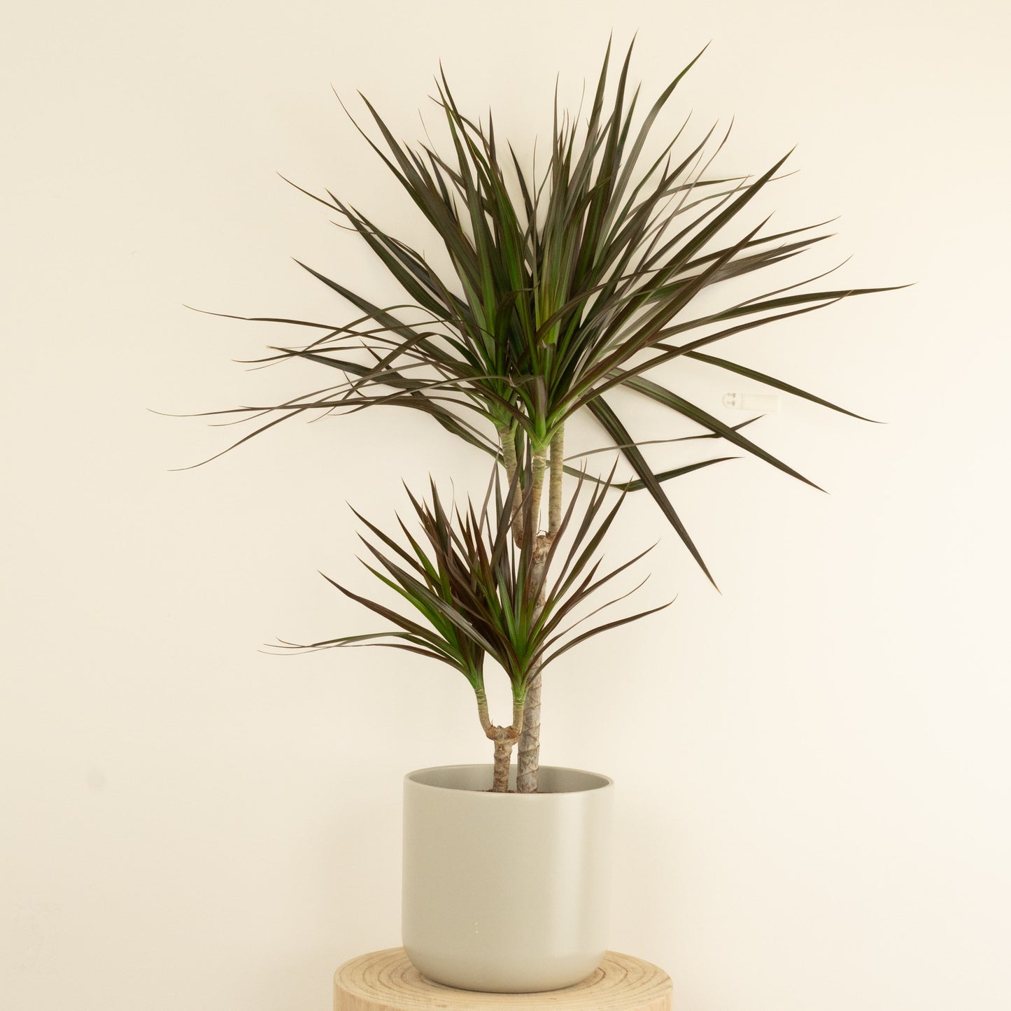 Dragon Tree | Magenta