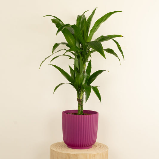 Palm | Janet Craig | Potted Houseplants