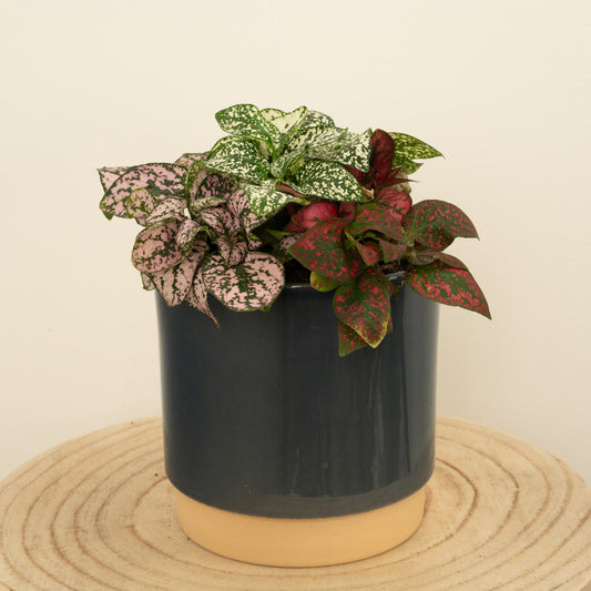 Polka Dot Plant | Rainbow | Potted Houseplants