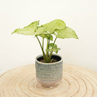 Arrowhead Vine | White Butterfly