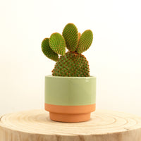 Bunny Ears Cactus | Red