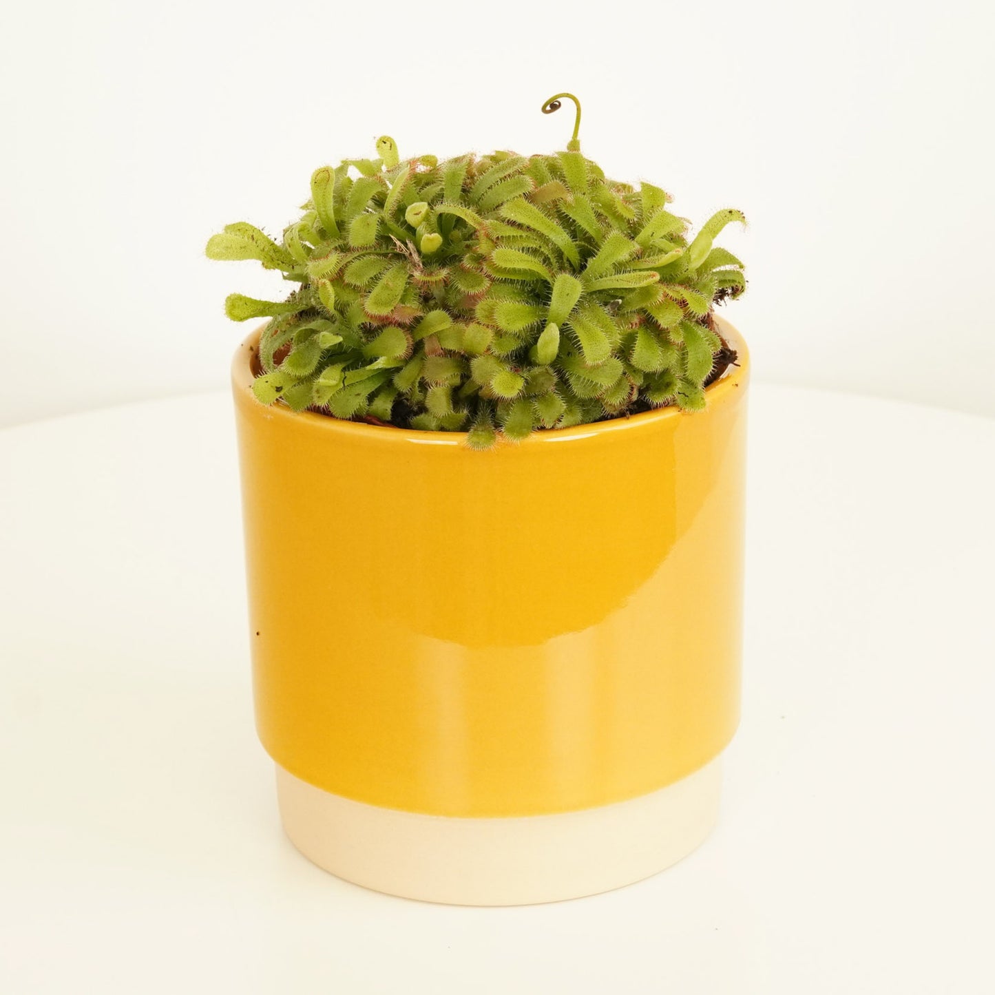 Alice Sundew | Mystery Variety!