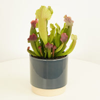 Trumpet Pitcher Plant | Buddy