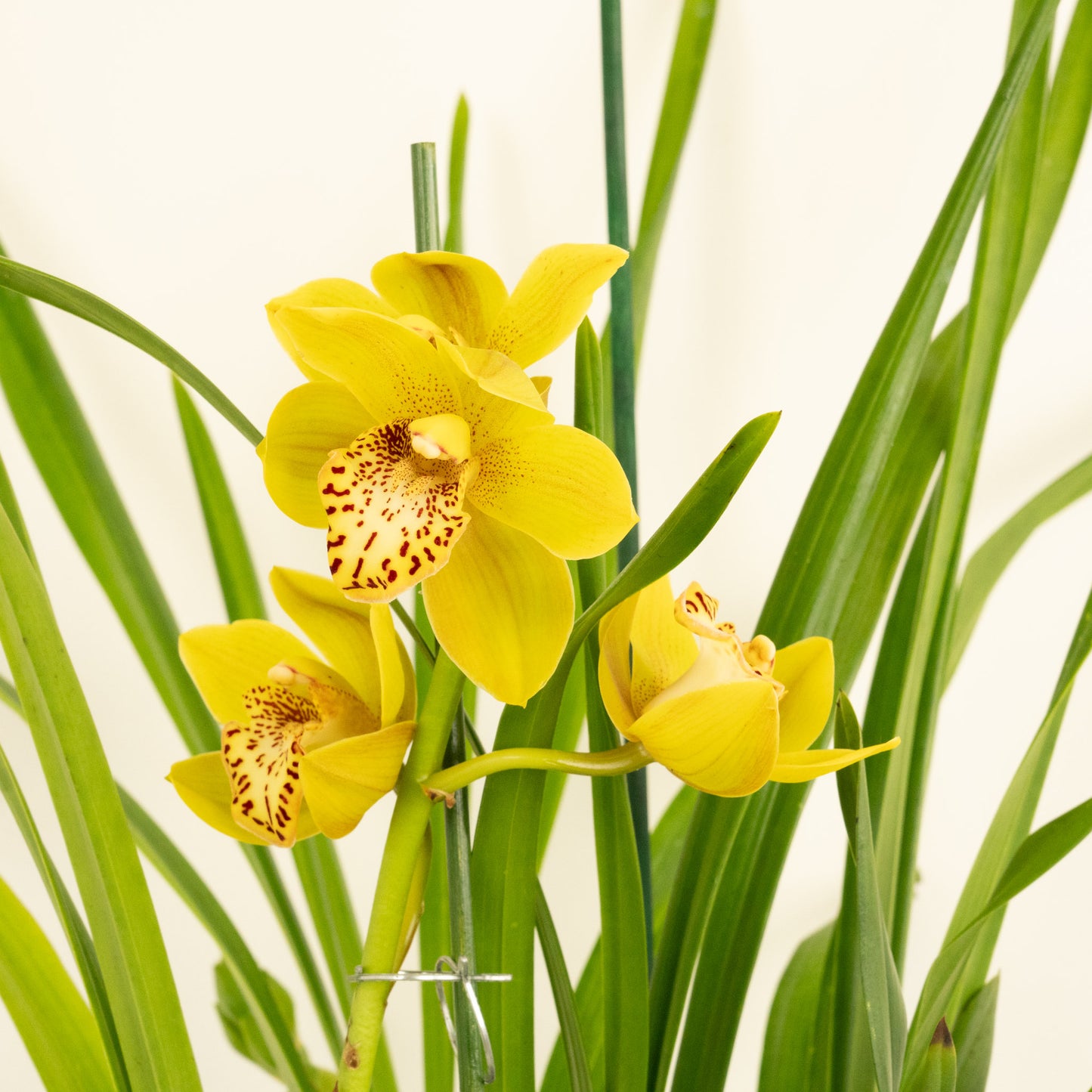 Cymbidium Orchid | Frankie