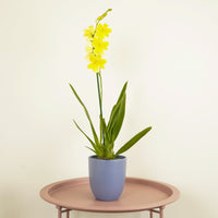 Burrageara Orchid | Nelly Isler Yellow