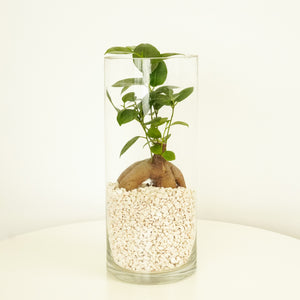 Pot Belly Fig | Terrarium - Indoor Plant