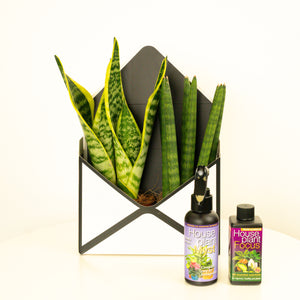 Snake Plant Gift Box - Indoor Plant