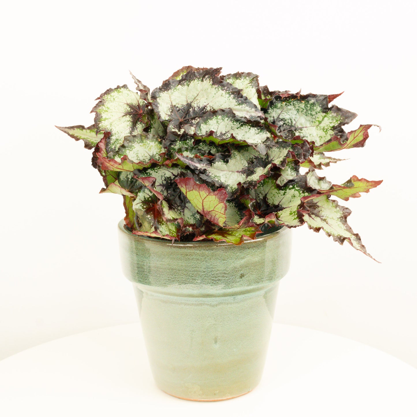 Begonia | Green Valley