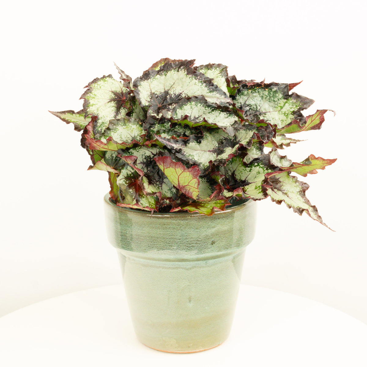 Begonia | Green Valley