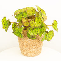 Begonia Rex | Lime Fever