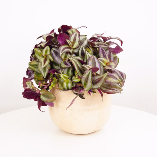 Wandering Dude | Violet Hill | Potted Houseplants