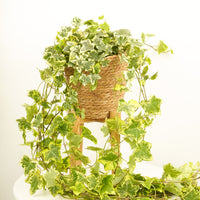 English Ivy | Gold Kolibri