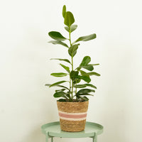 Jamaican Cherry Fig | Smile