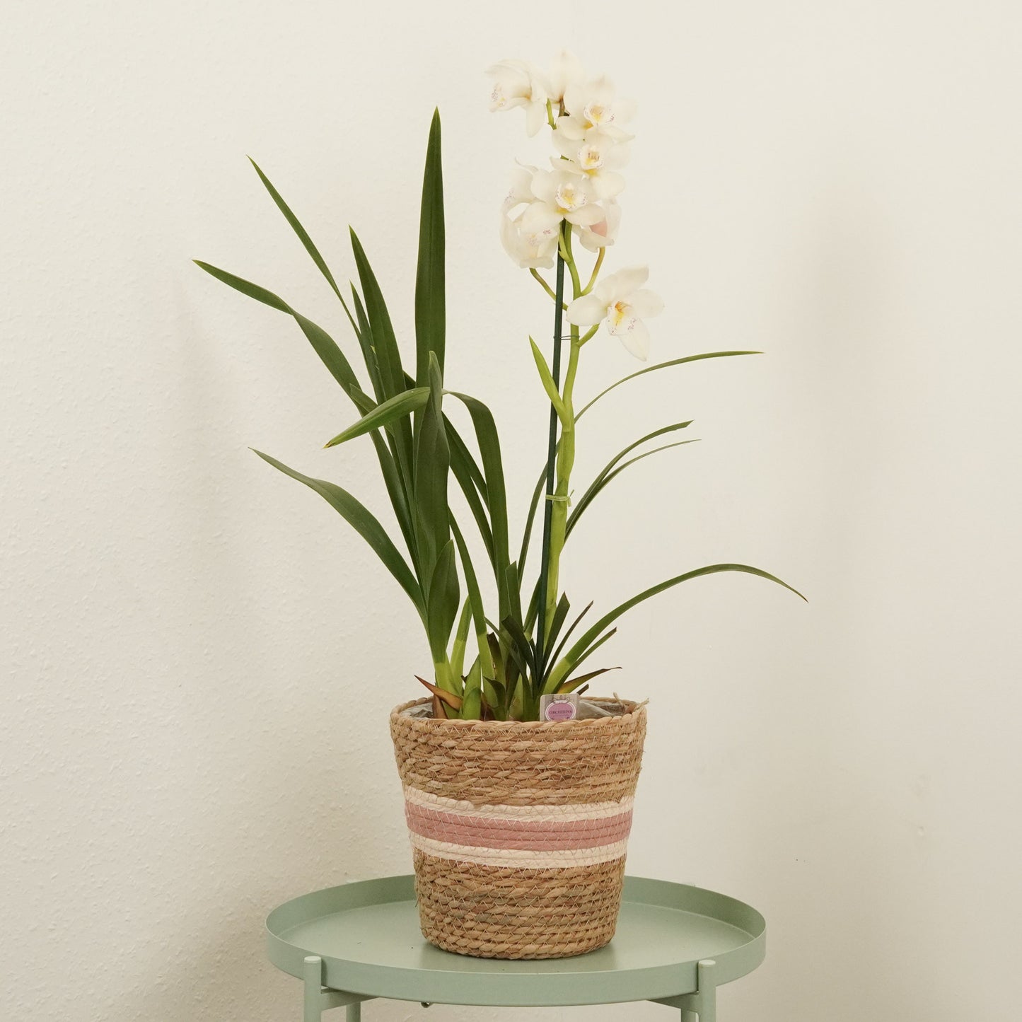 Cymbidium Orchid | Alice