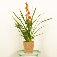 Cymbidium Orchid | Gemma