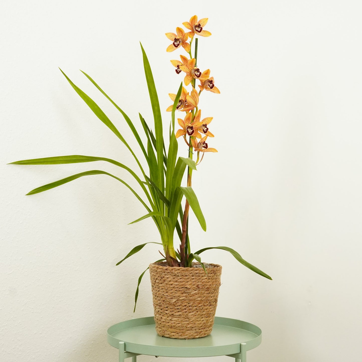 Cymbidium Orchid | Emma