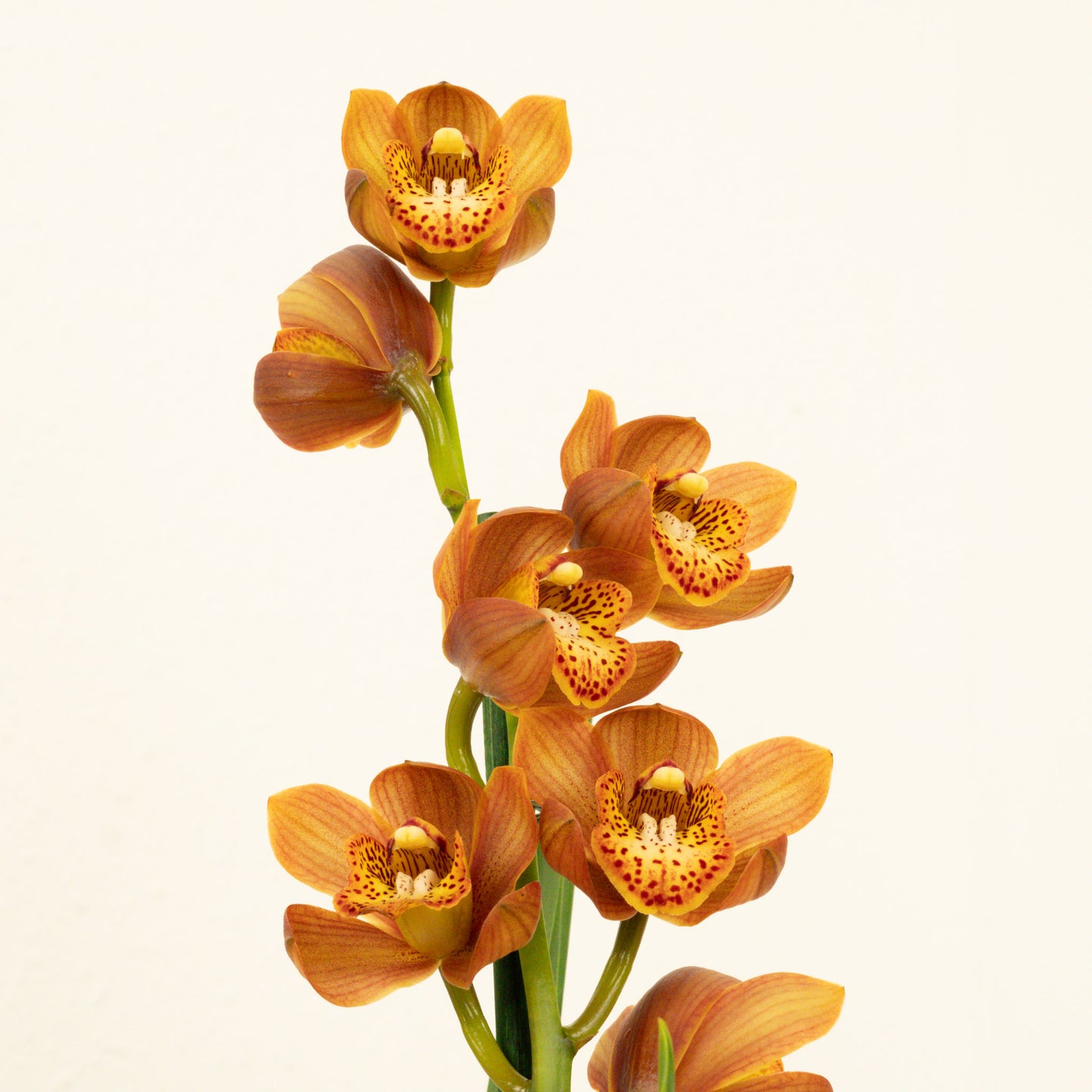 Cymbidium Orchid | Gemma