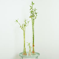 Lucky Bamboo | Vase