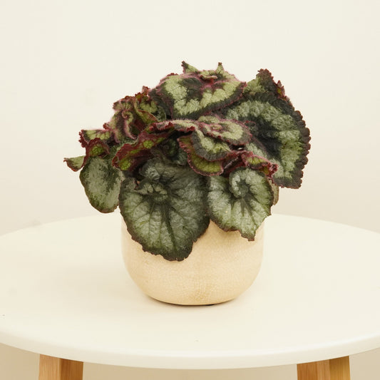 Begonia | Escargot | Potted Houseplants