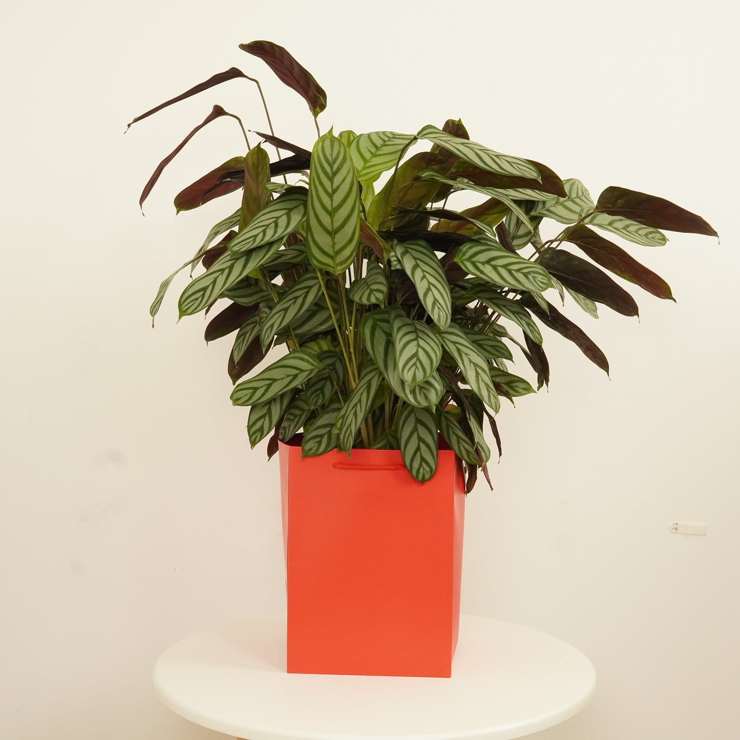 Never Never Plant | Compact Star | Gift