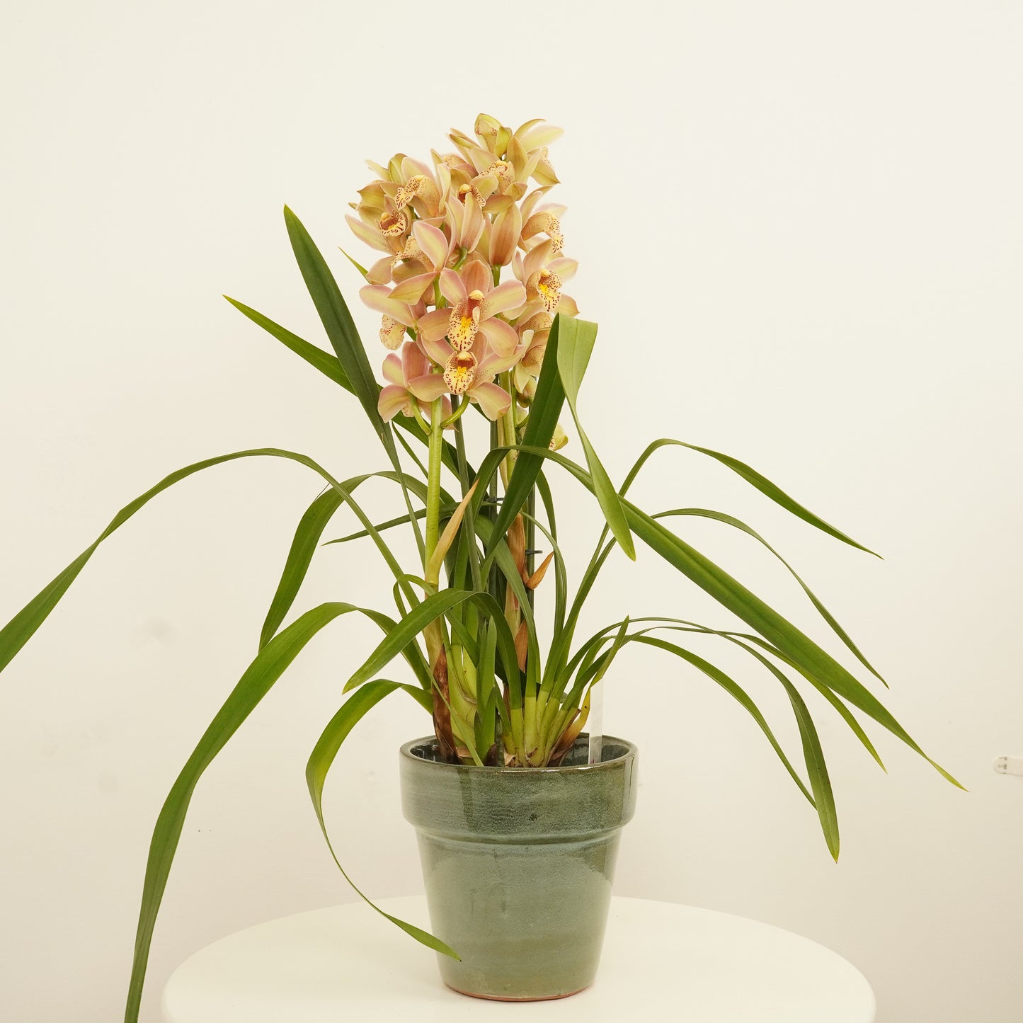 Cymbidium Orchid | Monique