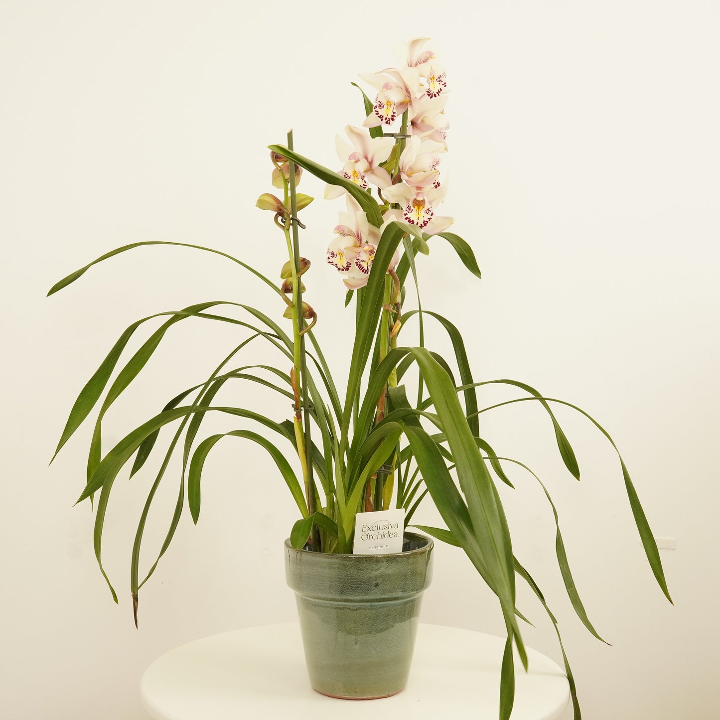 Cymbidium Orchid | Rachel