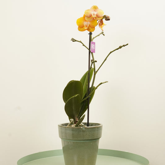 Phalaenopsis Orchid | Las Vegas | Potted Houseplants