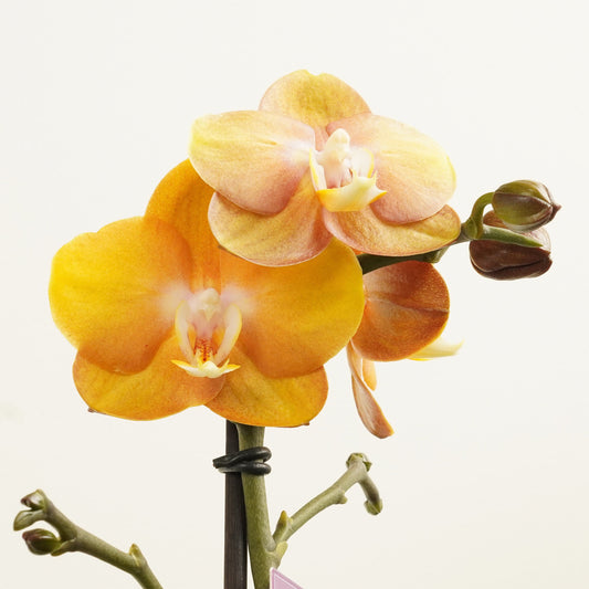 Phalaenopsis Orchid | Las Vegas | Potted Houseplants