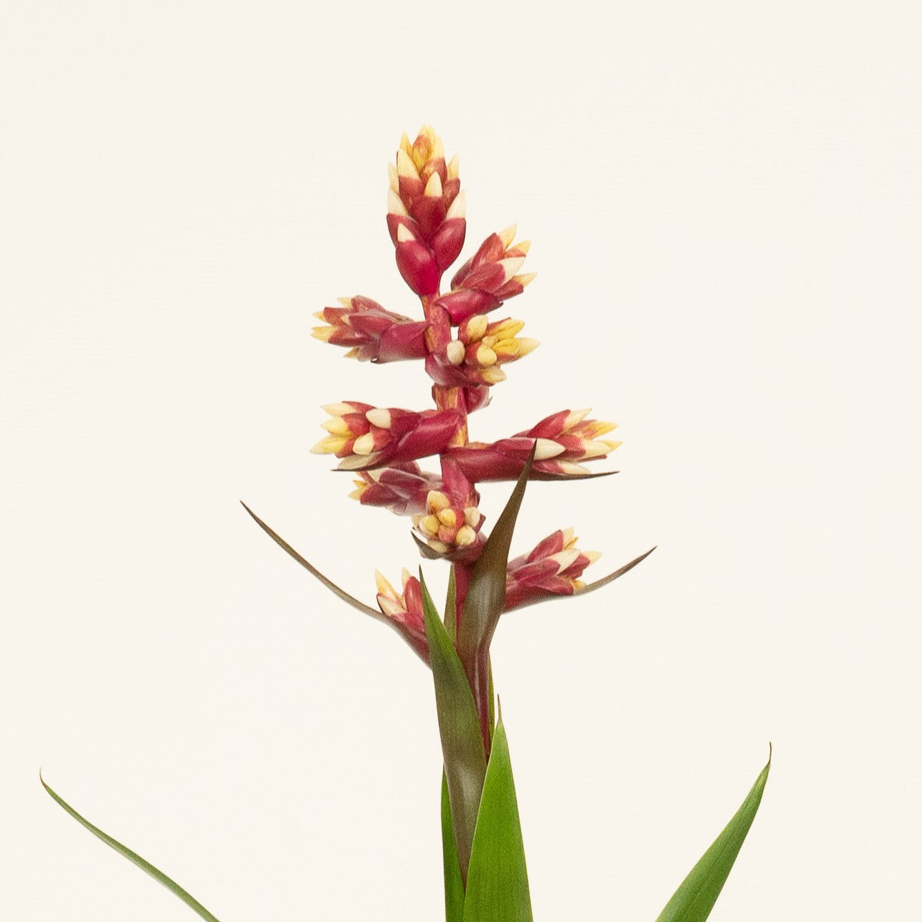 Bromeliad | Guzmania | Firework | Special Variety!