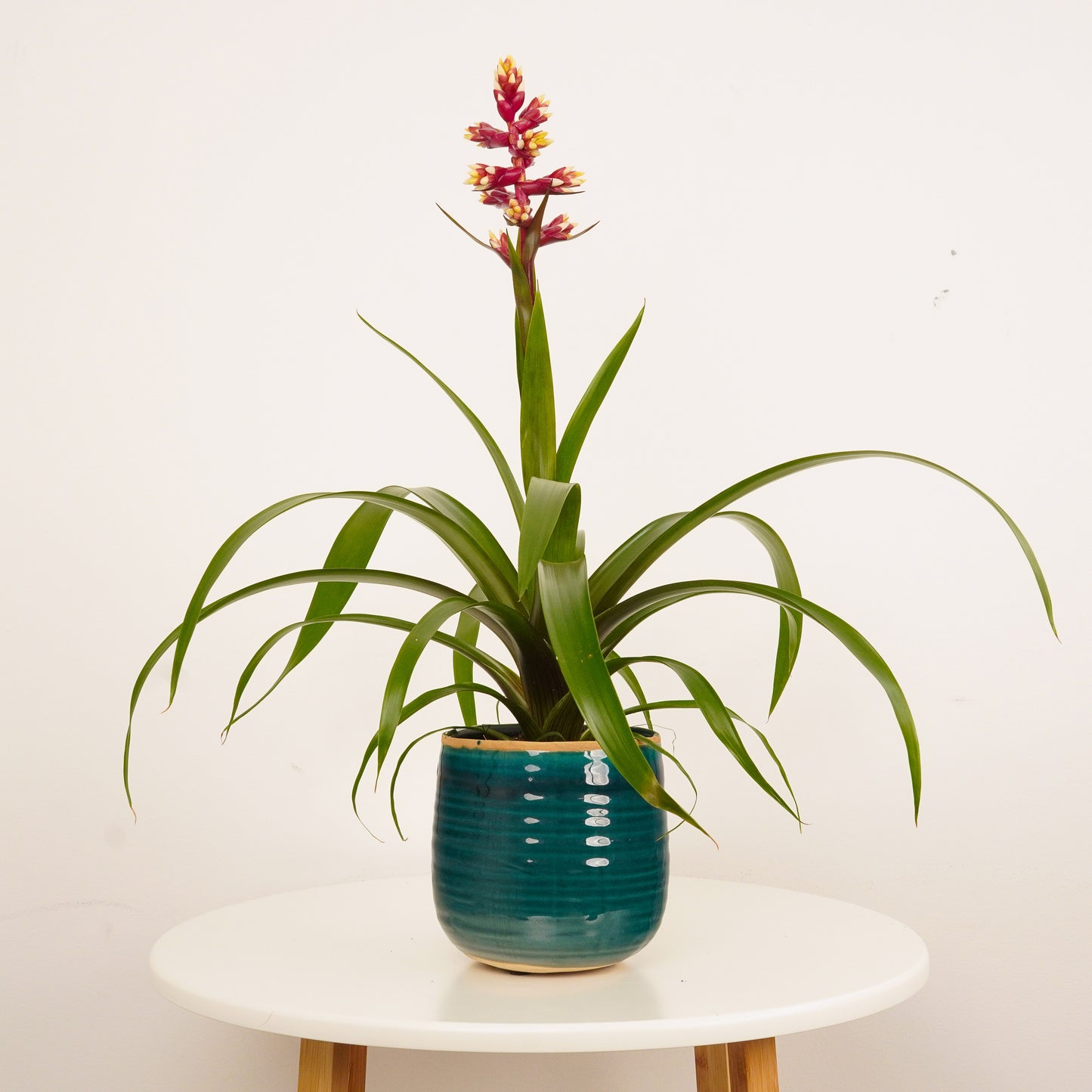 Bromeliad | Guzmania | Firework | Special Variety!