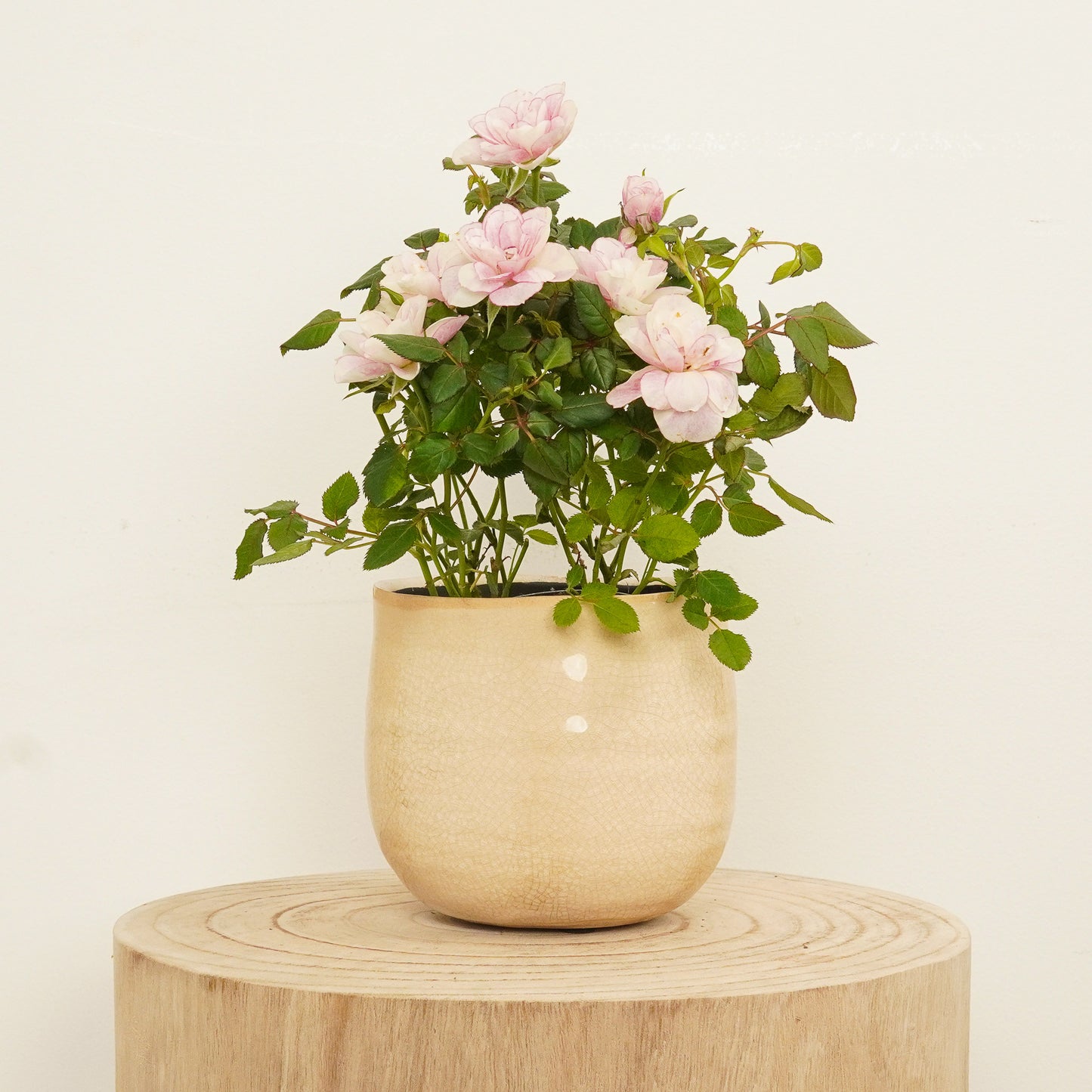 Flowering Rose | Piia