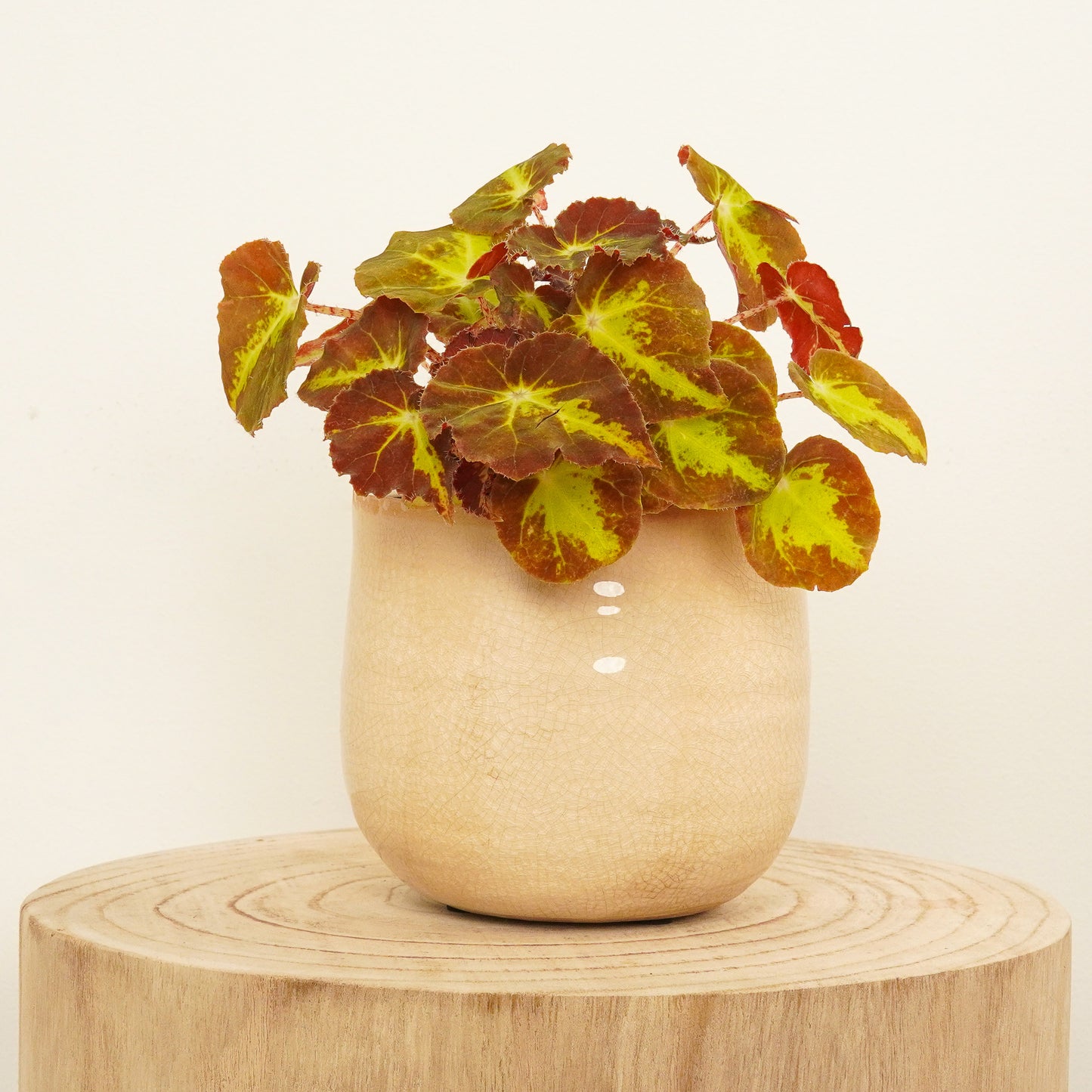 Begonia Rex | Autumn