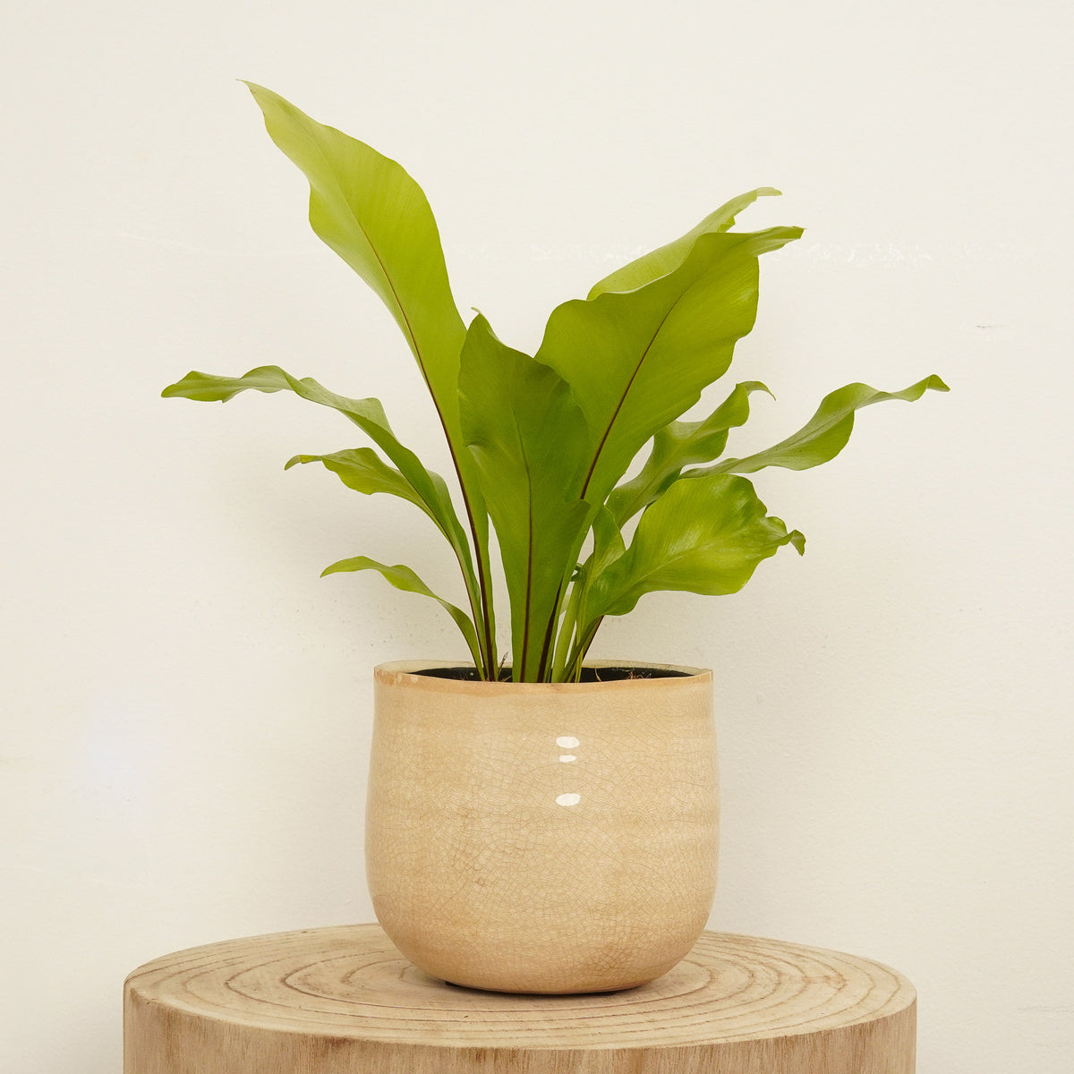 Birds Nest Fern | Nidus