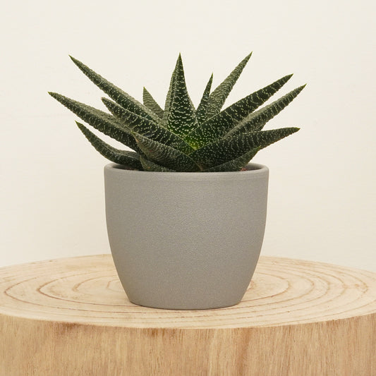 Gasterhaworthia | Royal Highness | Potted Houseplants