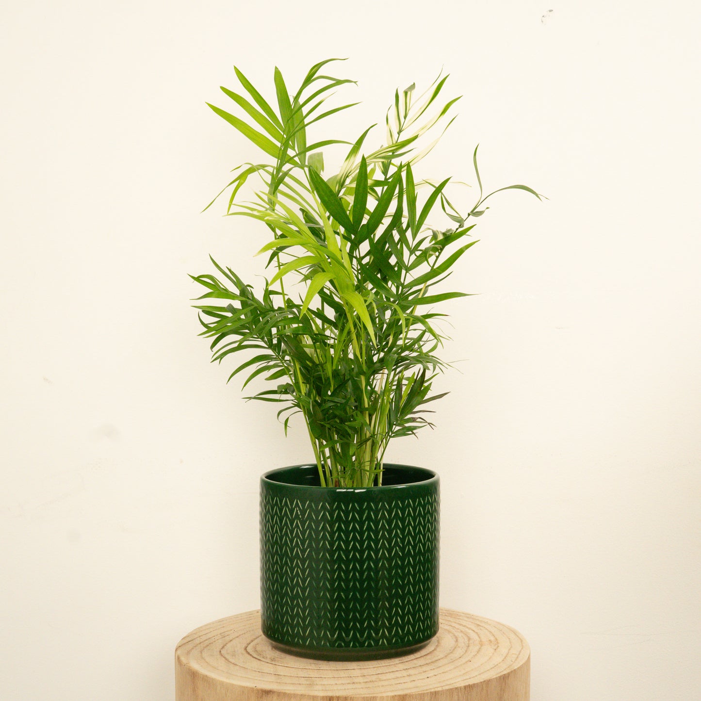 Variegated Parlour Palm | Albo | Hard To Find