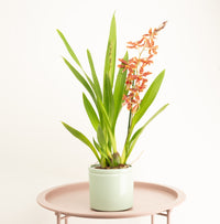 Cambria Orchid | Lydia