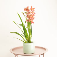 Cambria Orchid | Kayla