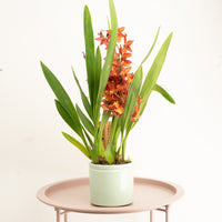 Cambria Orchid | Bobbie
