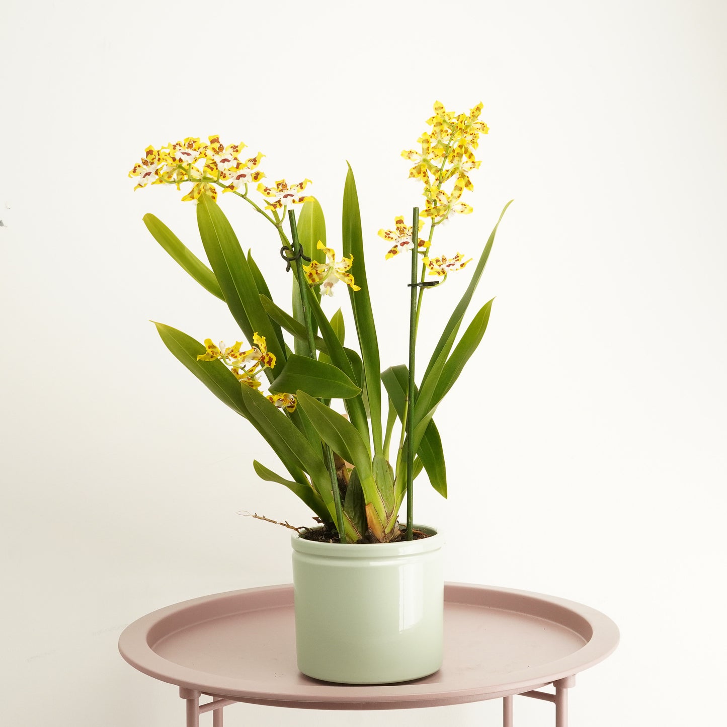 Cambria Orchid | Katrina