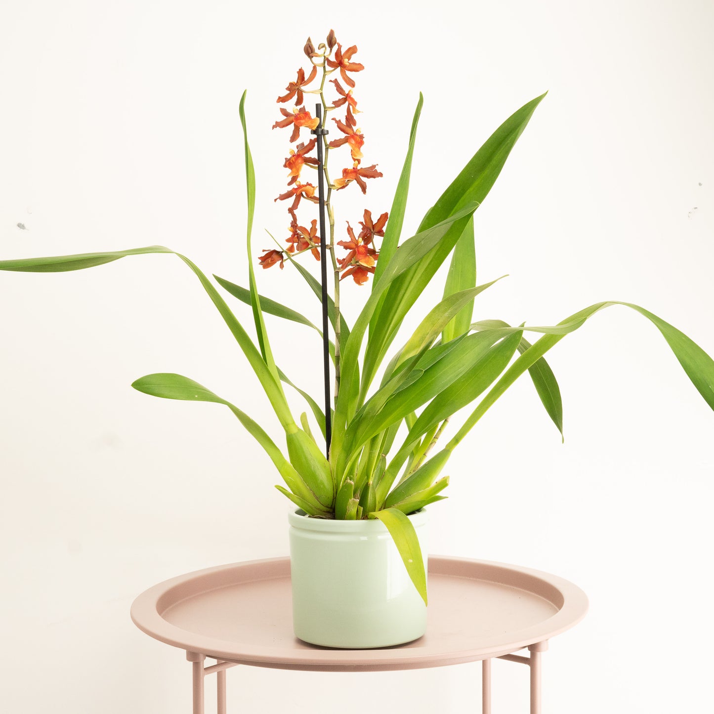 Cambria Orchid | Tamiya