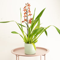 Cambria Orchid | Tamiya