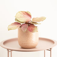 Prayer Plant | Silver Plate | NEW