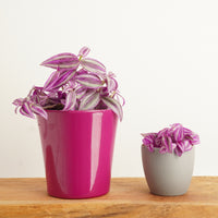 Wandering Dude | Pink Paradise