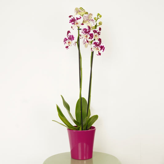 Phalaenopsis Orchid | Funky Marrakech | Potted Houseplants