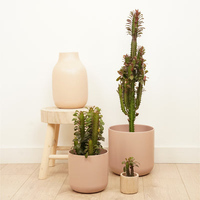 African Milk Tree | Red - Indoor Plants