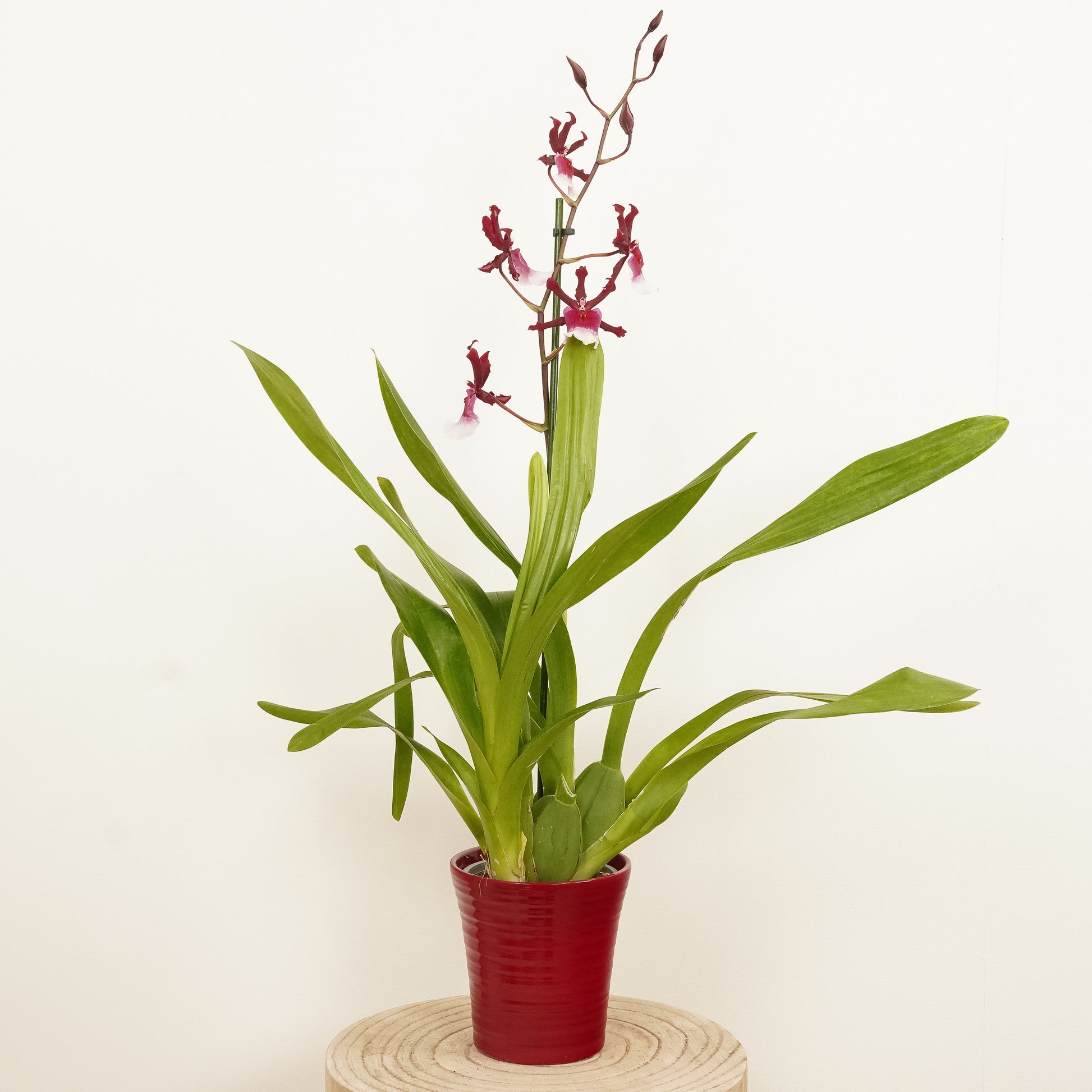 Cambria Orchid | Renaissance | Mild Fragrance